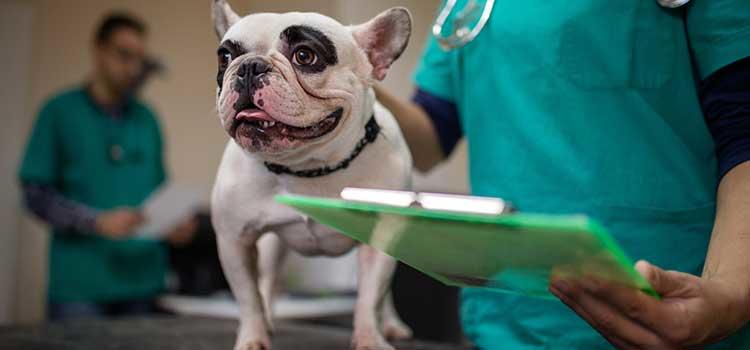 image of cure dog being checked by vets