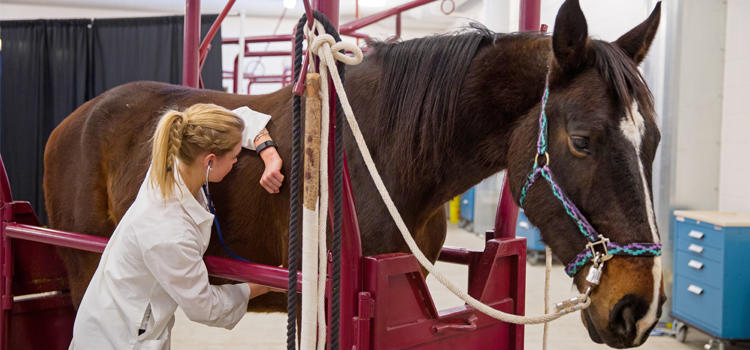 Horse examination