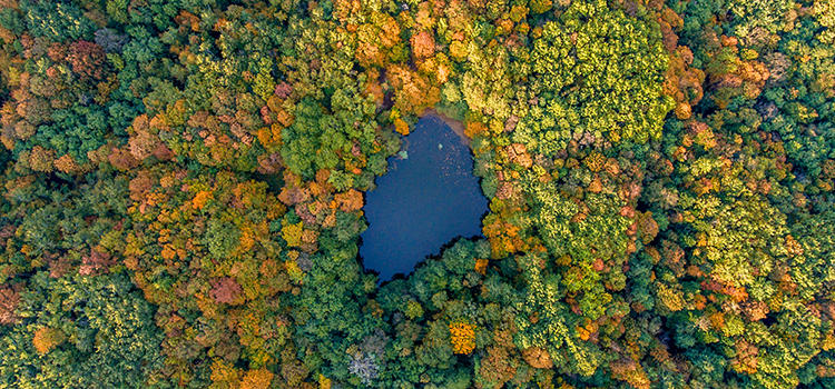 Lake in the woods