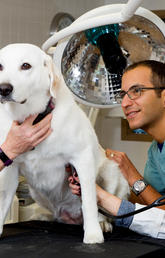 image of dog being inspected by vet students