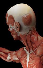 image of a human model of the muscle system