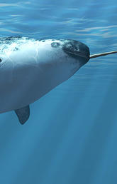 image of narwhal 