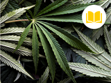 image for cannabis FAQ ebook