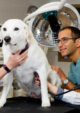 a vet class checking a dog