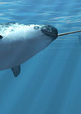 photo of narwhal swimming 